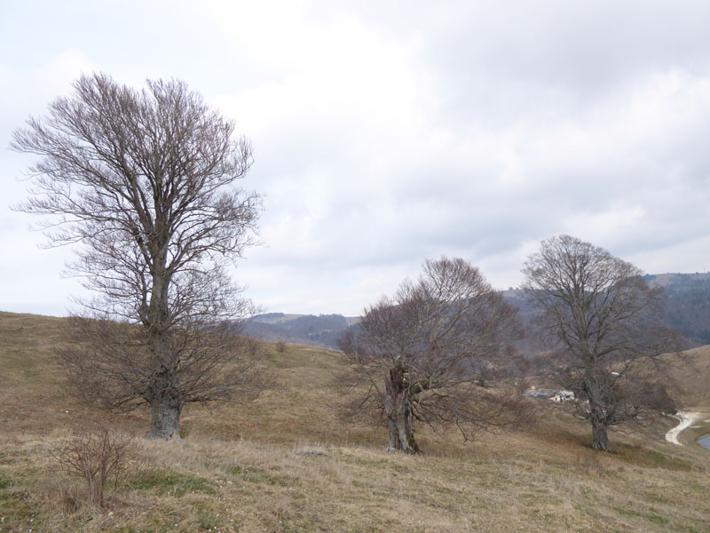 I grandi faggi di Malga Braetta - Lessinia (VR)